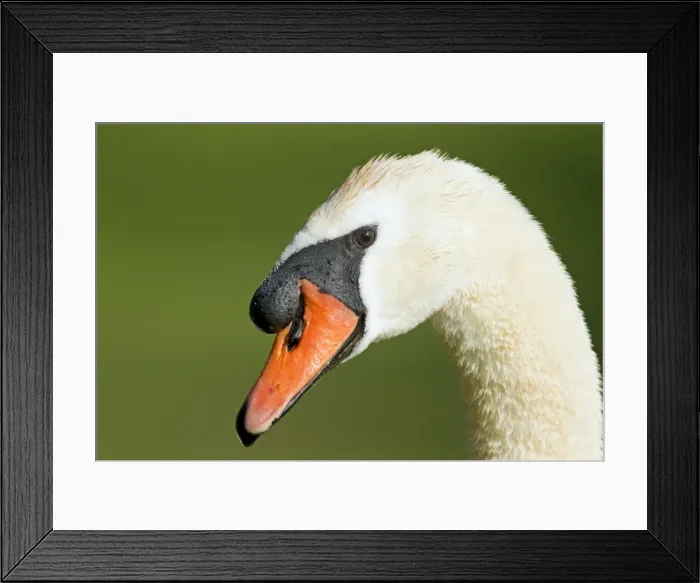 Framed Print : Picture No. 10886284 Framed Print : Picture No. 10886284