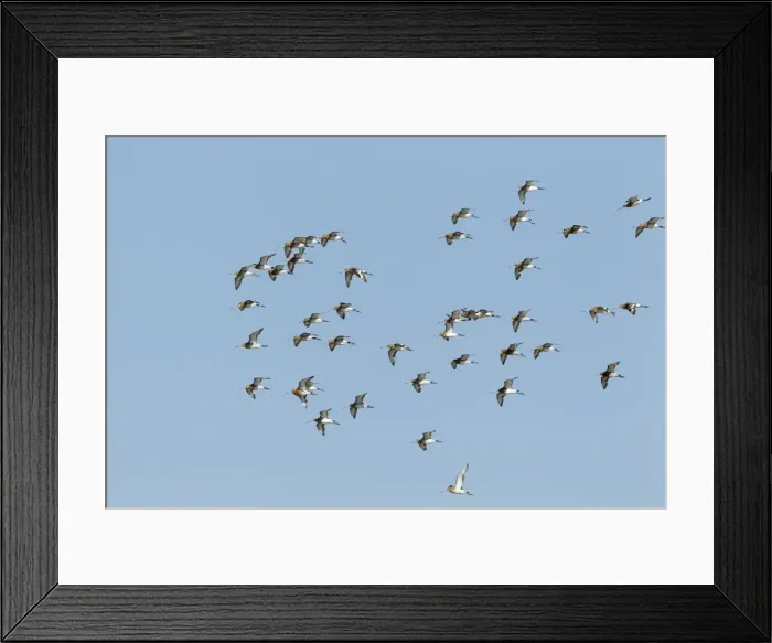 Framed Print : Picture No. 10886288 Framed Print : Picture No. 10886288