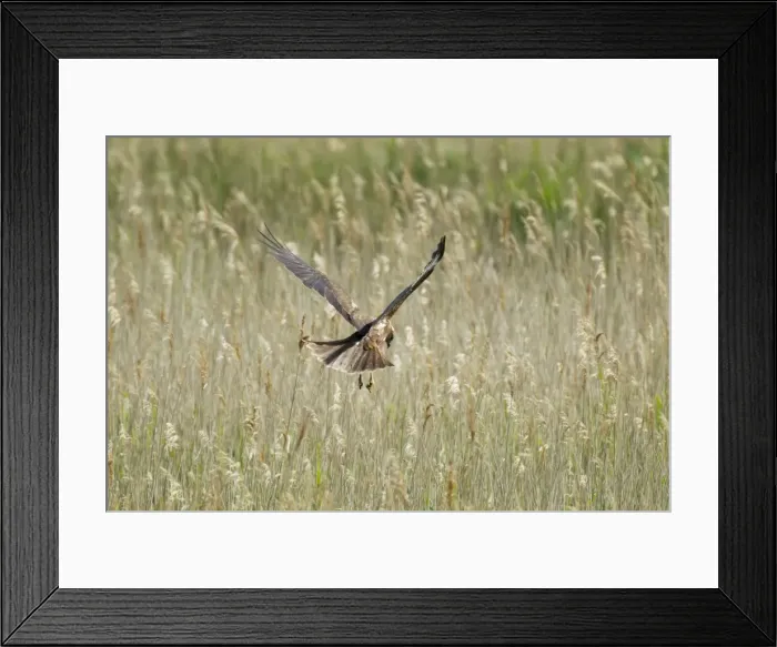 Framed Print : Picture No. 10886290 Framed Print : Picture No. 10886290