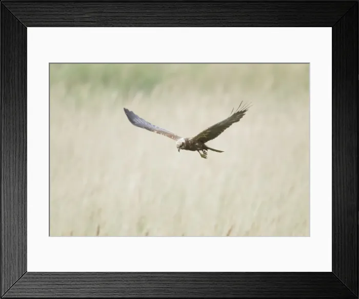 Framed Print : Picture No. 10886291 Framed Print : Picture No. 10886291