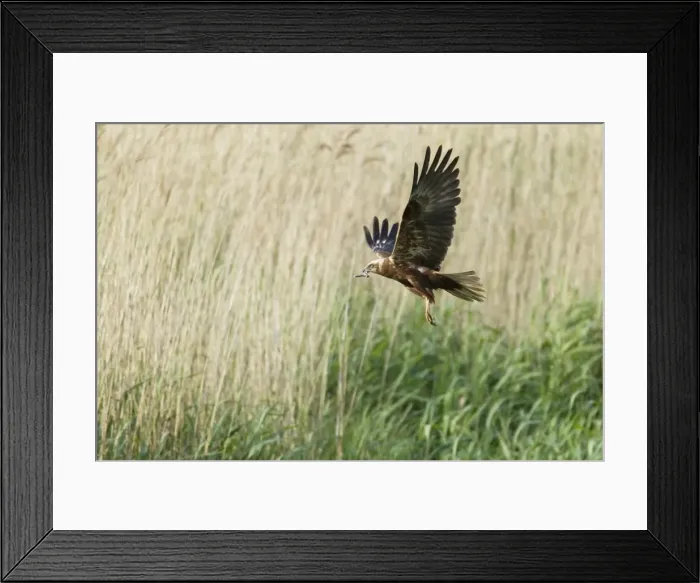 Framed Print : Picture No. 10886293 Framed Print : Picture No. 10886293