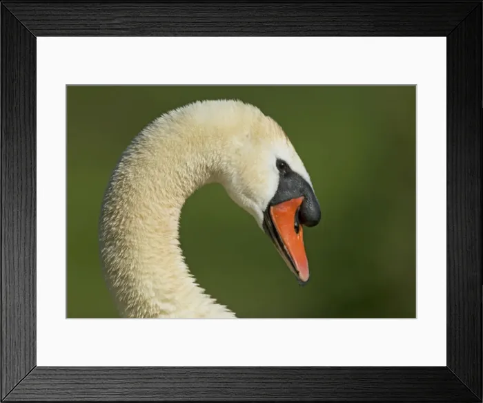Framed Print : Picture No. 10886285 Framed Print : Picture No. 10886285