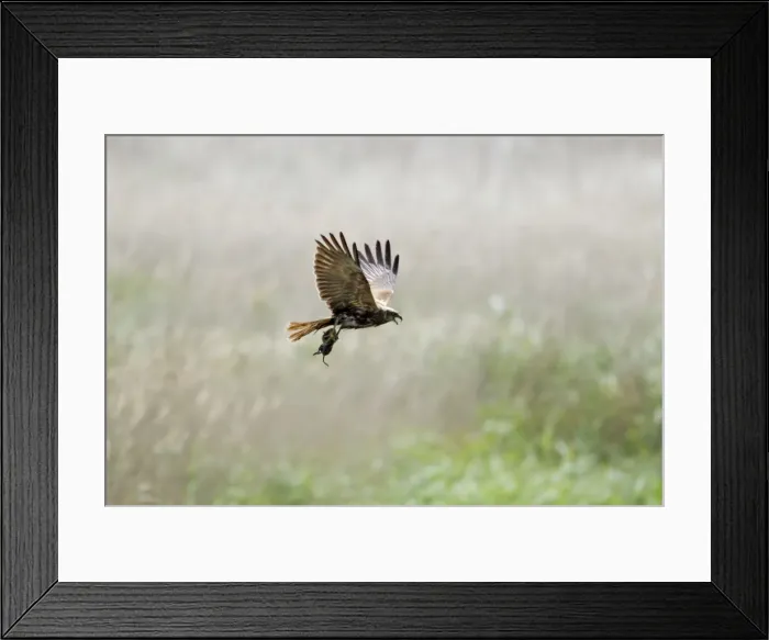 Framed Print : Picture No. 10886294 Framed Print : Picture No. 10886294