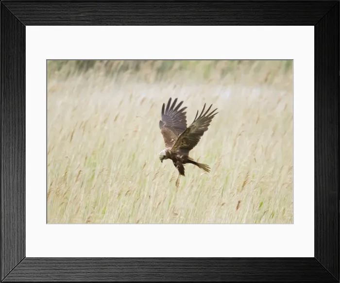 Framed Print : Picture No. 10886292