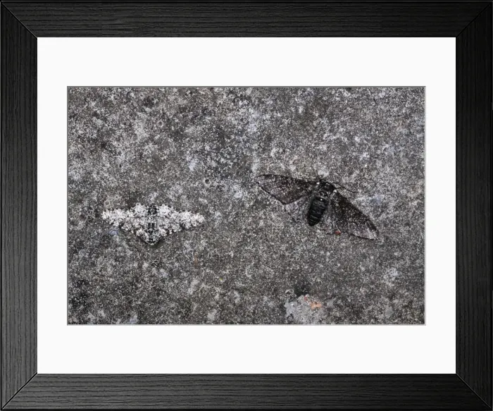 Framed Print : Picture No. 10886295 Framed Print : Picture No. 10886295