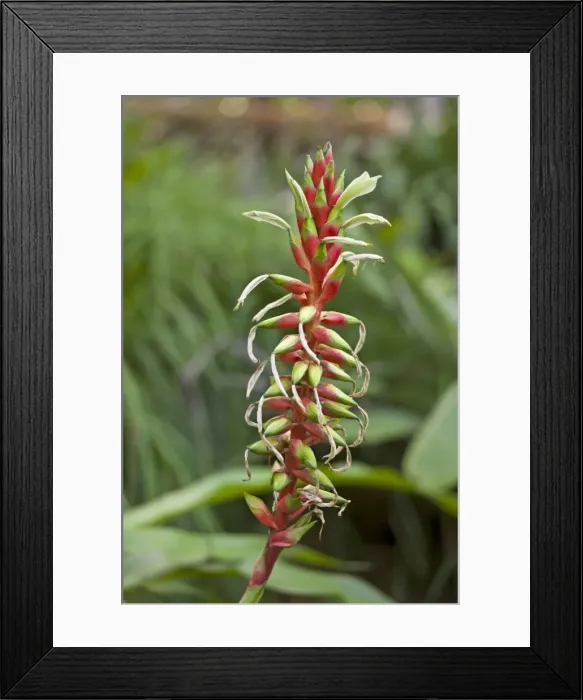 Framed Print : Picture No. 10886310 Framed Print : Picture No. 10886310