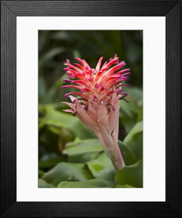 Framed Print : Picture No. 10886311 Framed Print : Picture No. 10886311