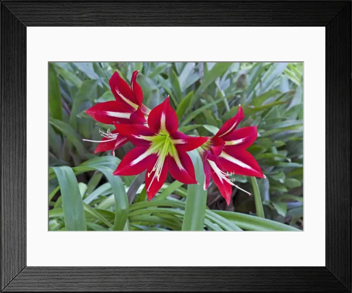 Framed Print : Picture No. 10886312 Framed Print : Picture No. 10886312