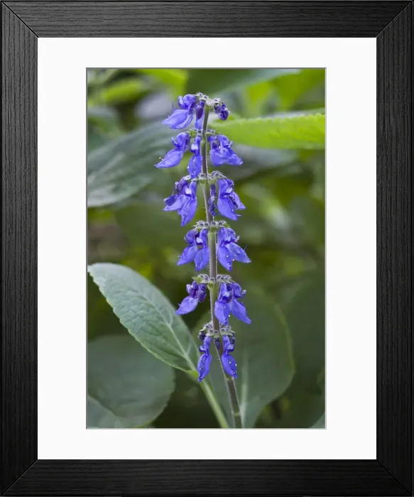 Framed Print : Picture No. 10886309 Framed Print : Picture No. 10886309