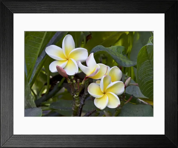 Framed Print : Picture No. 10886315 Framed Print : Picture No. 10886315
