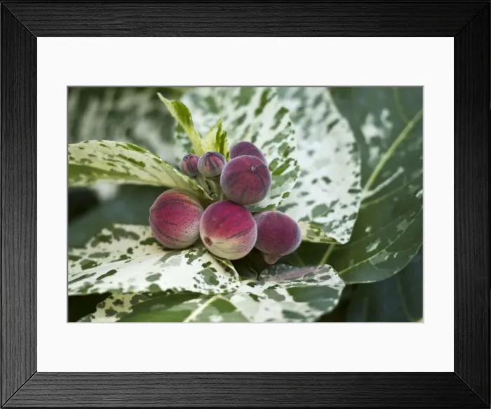 Framed Print : Picture No. 10886314 Framed Print : Picture No. 10886314