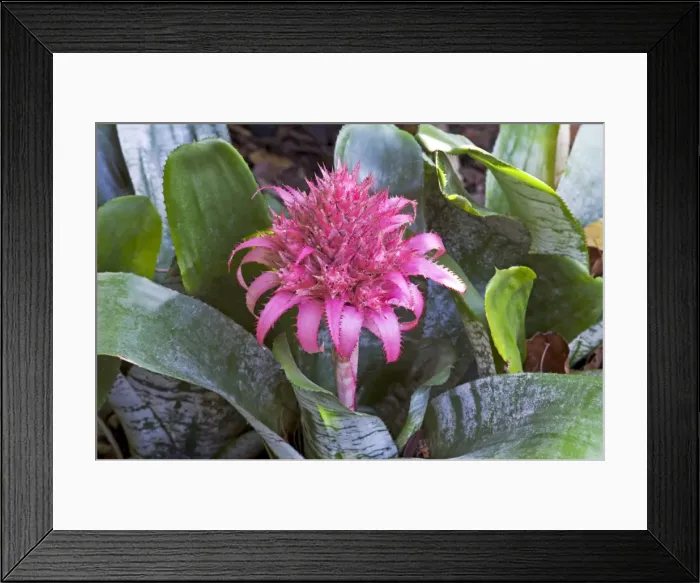 Framed Print : Picture No. 10886313 Framed Print : Picture No. 10886313