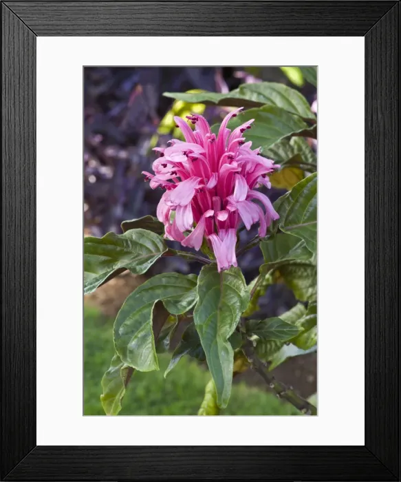 Framed Print : Picture No. 10886316 Framed Print : Picture No. 10886316