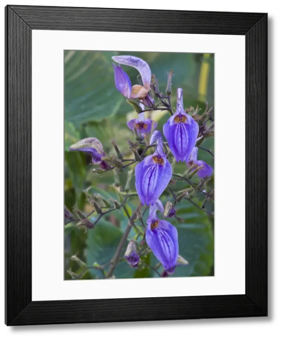 Framed Print : Picture No. 10886318 Framed Print : Picture No. 10886318