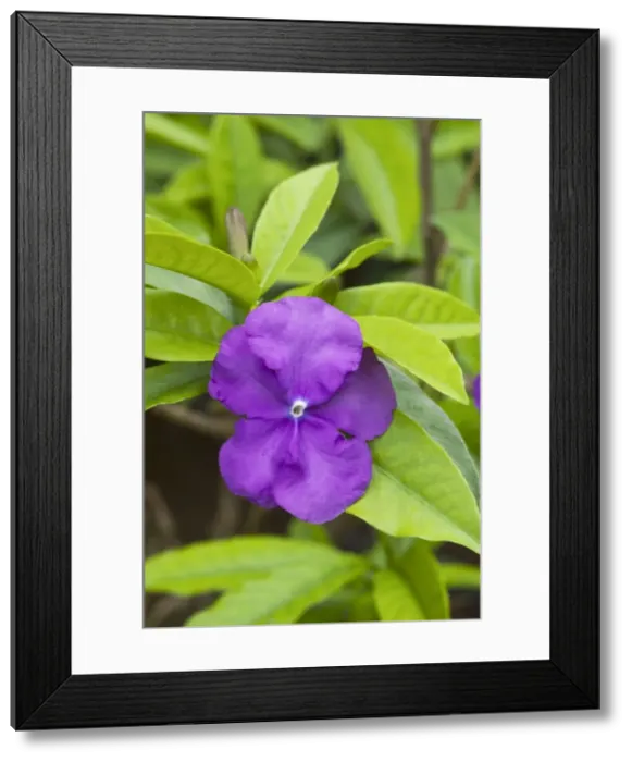 Framed Print : Picture No. 10886320 Framed Print : Picture No. 10886320