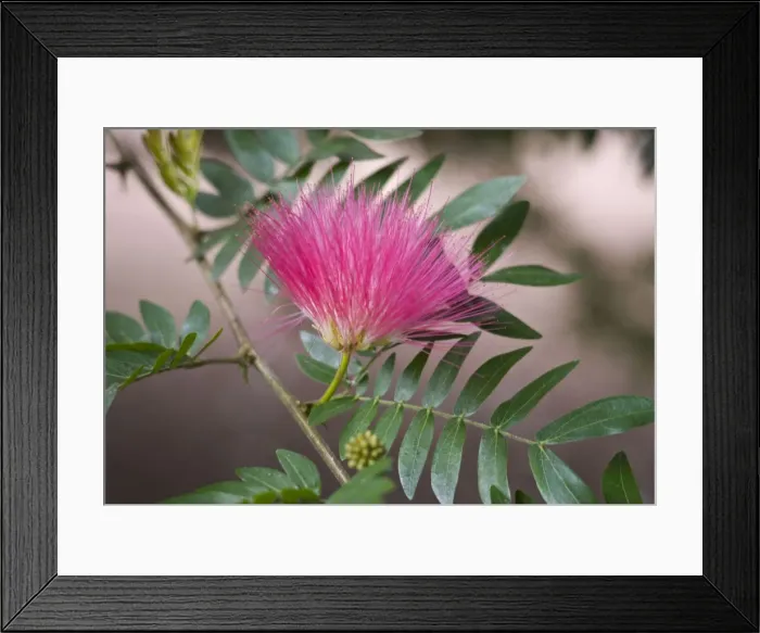 Framed Print : Picture No. 10886321 Framed Print : Picture No. 10886321