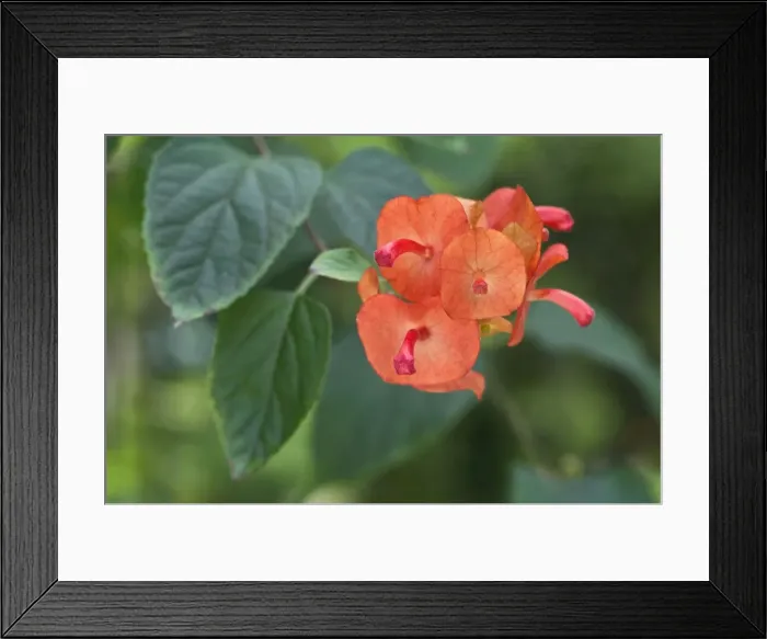 Framed Print : Picture No. 10886322 Framed Print : Picture No. 10886322