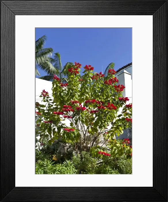Framed Print : Picture No. 10886323 Framed Print : Picture No. 10886323
