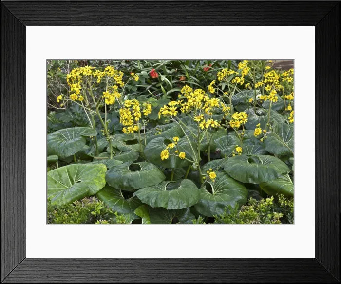 Framed Print : Picture No. 10886317 Framed Print : Picture No. 10886317