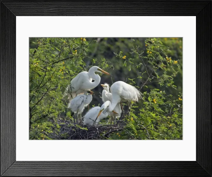 Framed Print : Picture No. 10886343 Framed Print : Picture No. 10886343
