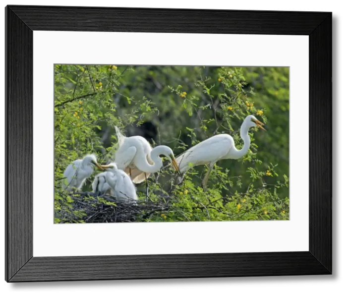 Framed Print : Picture No. 10886348 Framed Print : Picture No. 10886348