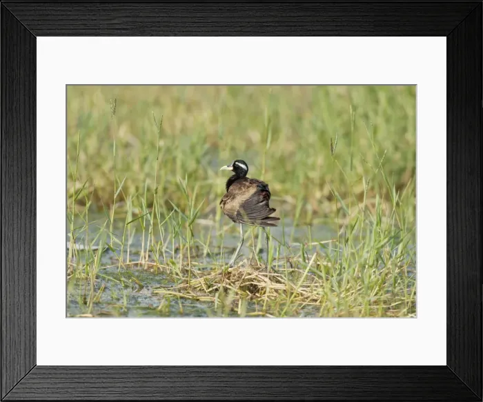 Framed Print : Picture No. 10886349 Framed Print : Picture No. 10886349