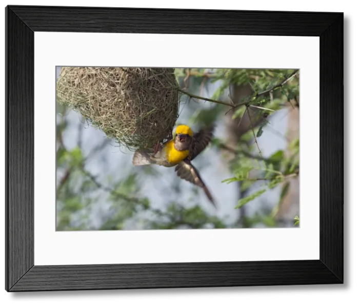 Framed Print : Picture No. 10886351 Framed Print : Picture No. 10886351