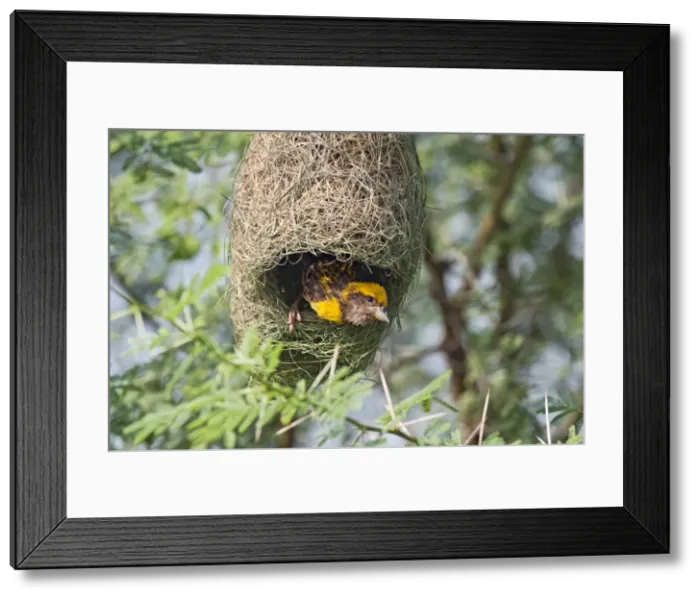 Framed Print : Picture No. 10886353 Framed Print : Picture No. 10886353