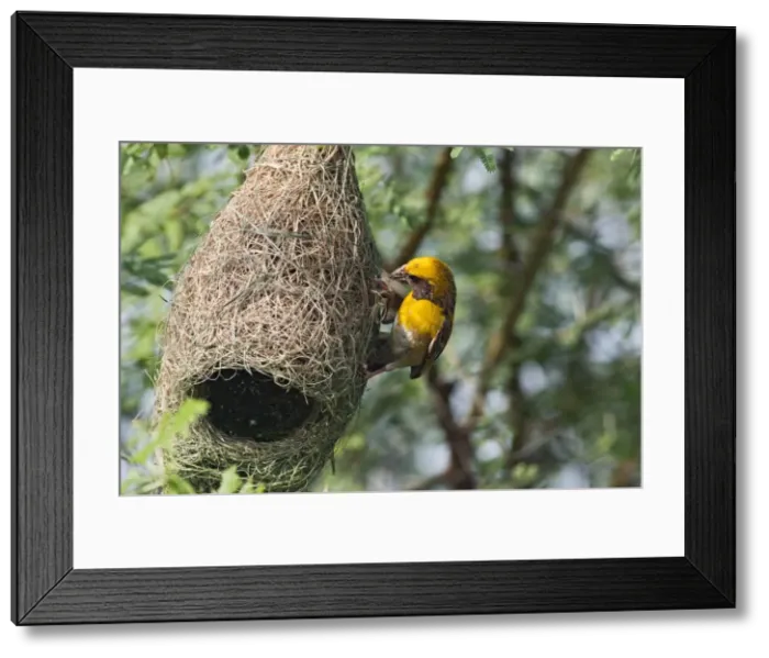 Framed Print : Picture No. 10886352 Framed Print : Picture No. 10886352