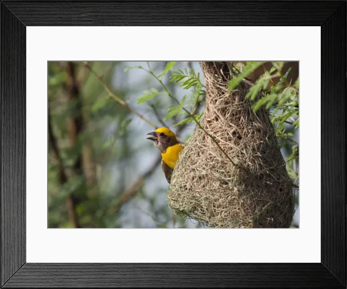 Framed Print : Picture No. 10886355 Framed Print : Picture No. 10886355
