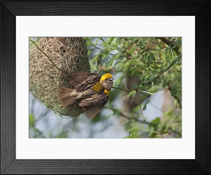 Framed Print : Picture No. 10886350 Framed Print : Picture No. 10886350