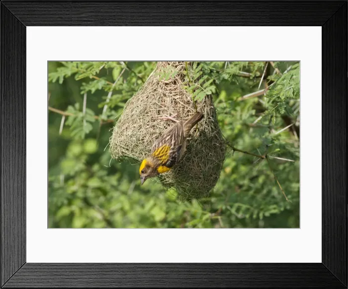 Framed Print : Picture No. 10886356 Framed Print : Picture No. 10886356