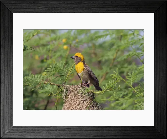 Framed Print : Picture No. 10886357 Framed Print : Picture No. 10886357