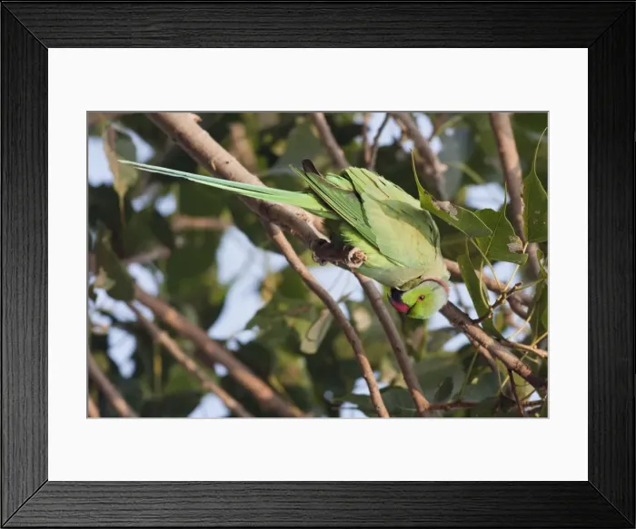 Framed Print : Picture No. 10886359 Framed Print : Picture No. 10886359