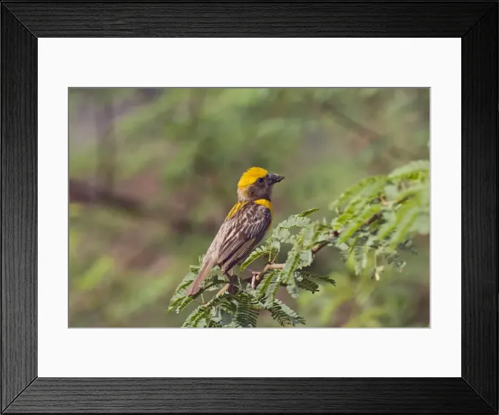 Framed Print : Picture No. 10886354 Framed Print : Picture No. 10886354