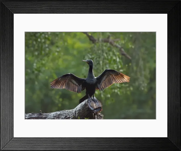 Framed Print : Picture No. 10886360 Framed Print : Picture No. 10886360