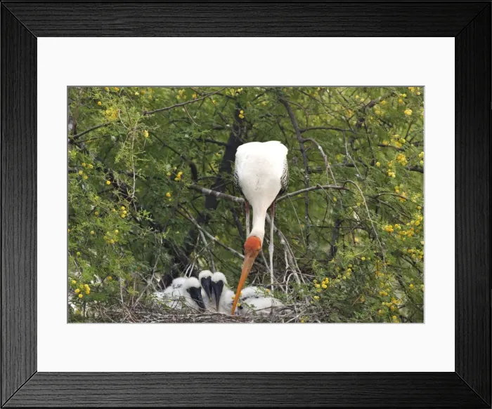 Framed Print : Picture No. 10886362 Framed Print : Picture No. 10886362