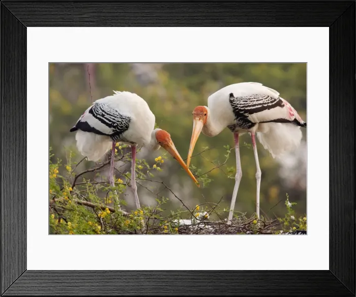 Framed Print : Picture No. 10886365 Framed Print : Picture No. 10886365