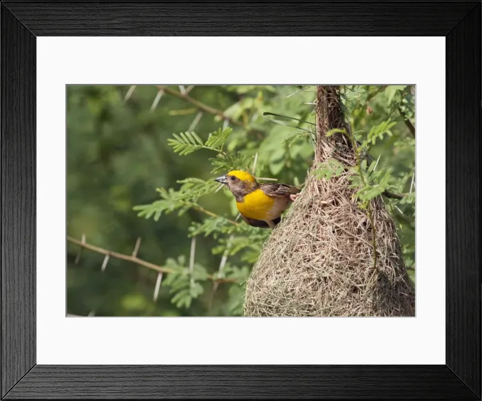 Framed Print : Picture No. 10886358 Framed Print : Picture No. 10886358