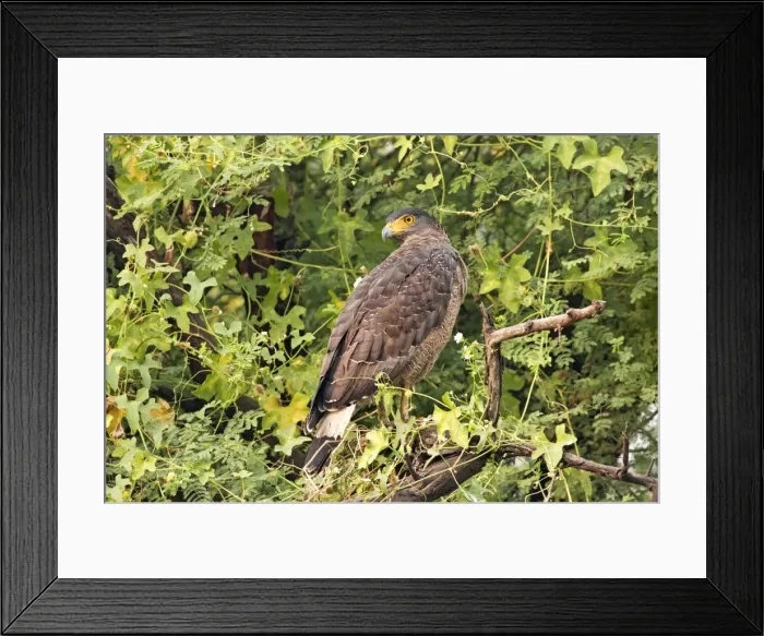 Framed Print : Picture No. 10886366