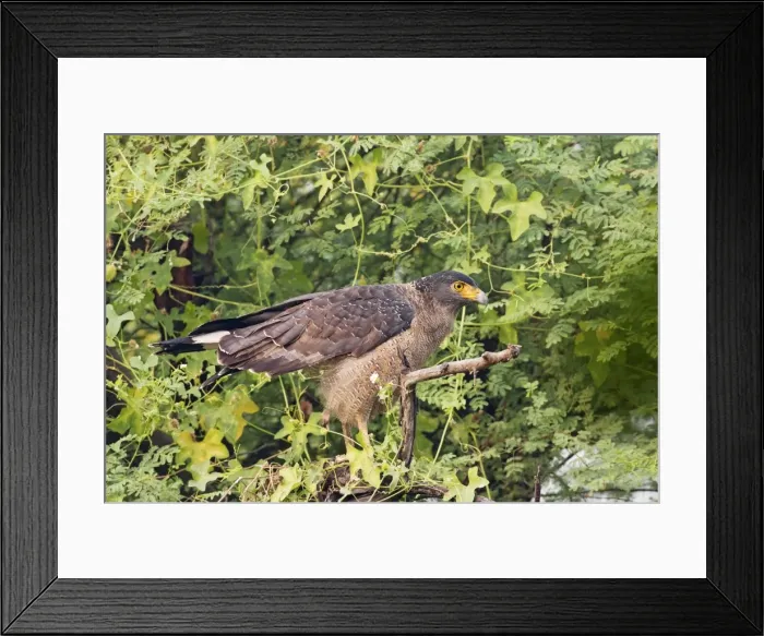 Framed Print : Picture No. 10886367 Framed Print : Picture No. 10886367