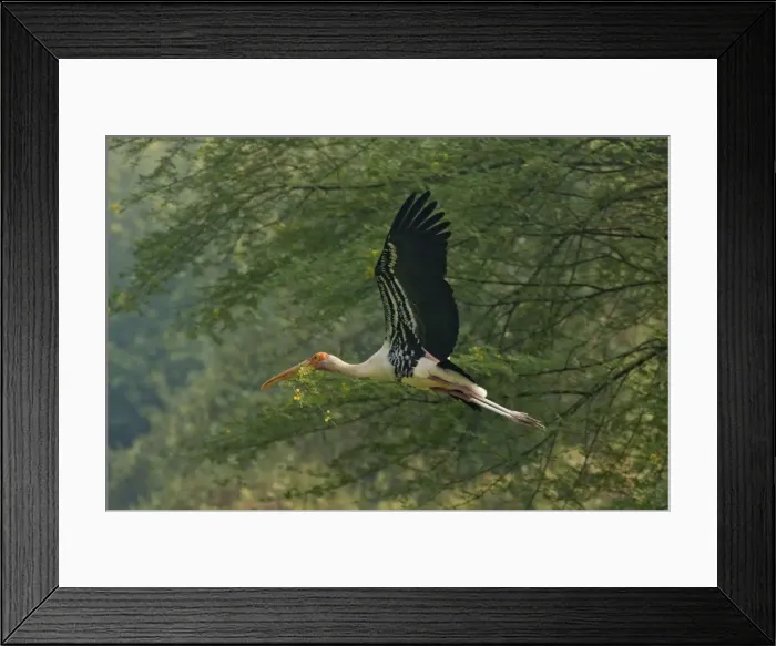 Framed Print : Picture No. 10886370 Framed Print : Picture No. 10886370