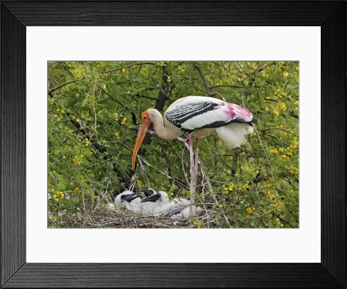 Framed Print : Picture No. 10886361 Framed Print : Picture No. 10886361