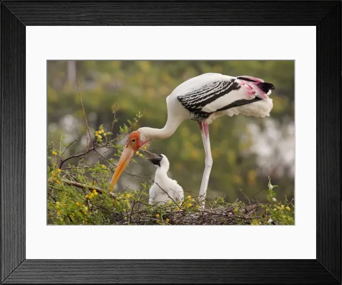 Framed Print : Picture No. 10886364 Framed Print : Picture No. 10886364