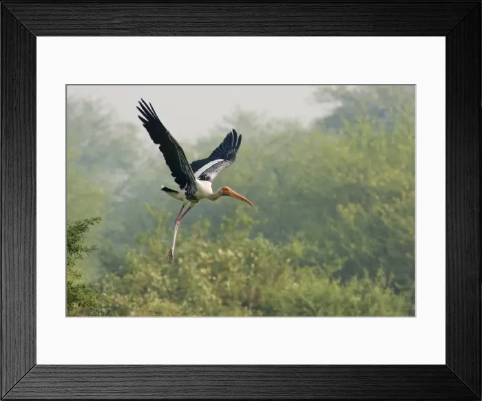 Framed Print : Picture No. 10886371 Framed Print : Picture No. 10886371
