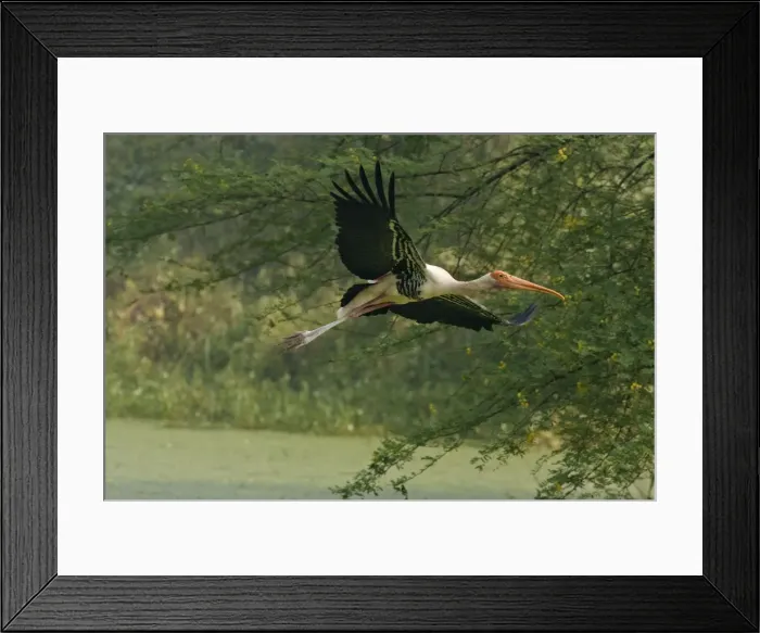 Framed Print : Picture No. 10886373 Framed Print : Picture No. 10886373