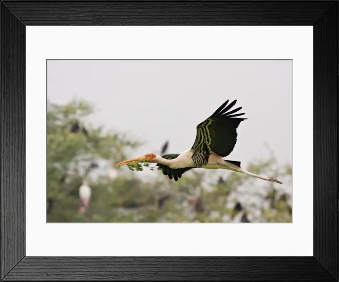Framed Print : Picture No. 10886368 Framed Print : Picture No. 10886368