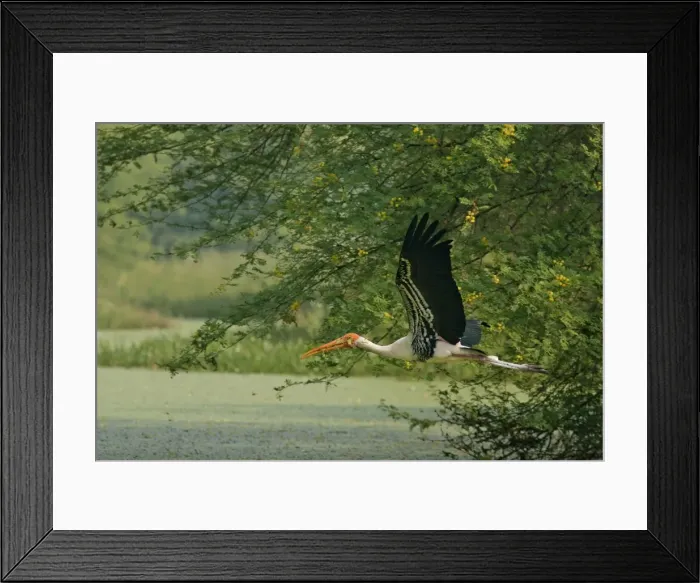 Framed Print : Picture No. 10886374 Framed Print : Picture No. 10886374