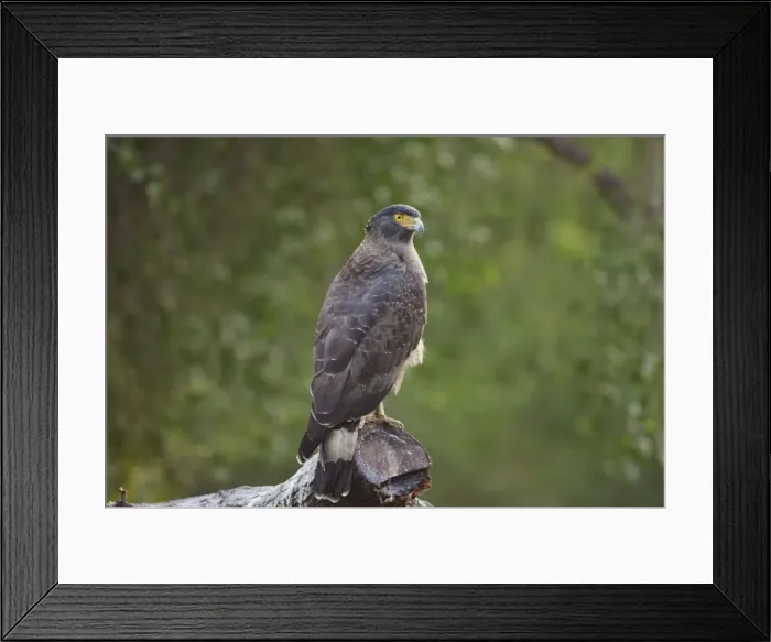 Framed Print : Picture No. 10886375 Framed Print : Picture No. 10886375