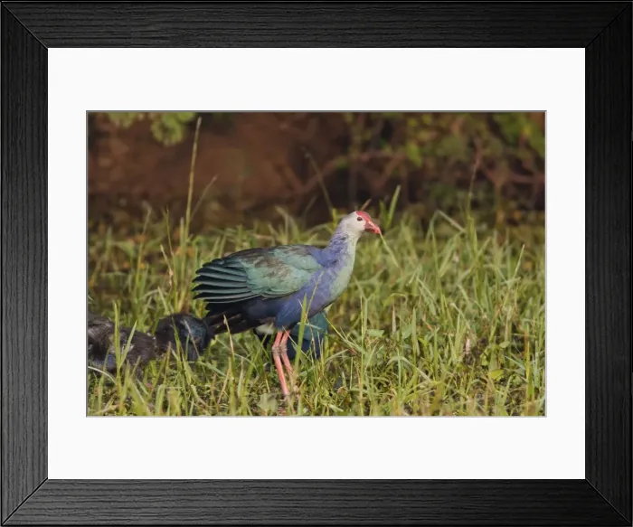 Framed Print : Picture No. 10886377 Framed Print : Picture No. 10886377